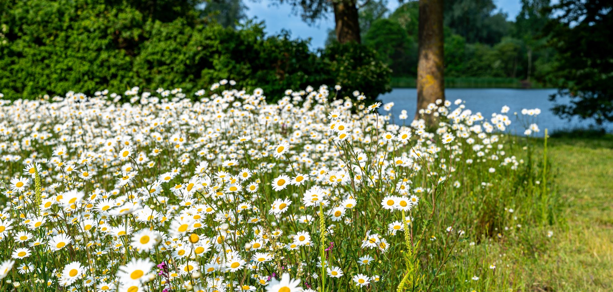 A wildflower meadow full of daisies next to a blue lake