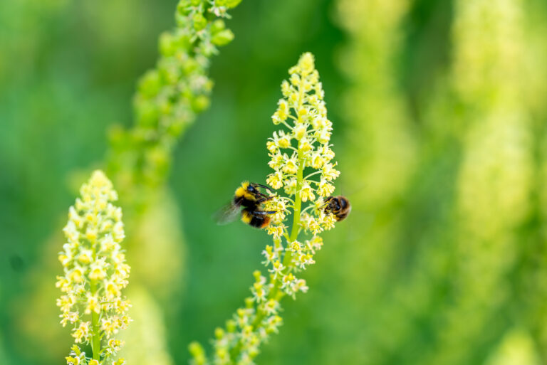 bee on a flower