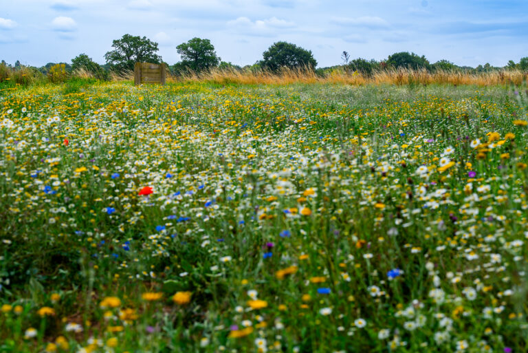 Wildflower meadow