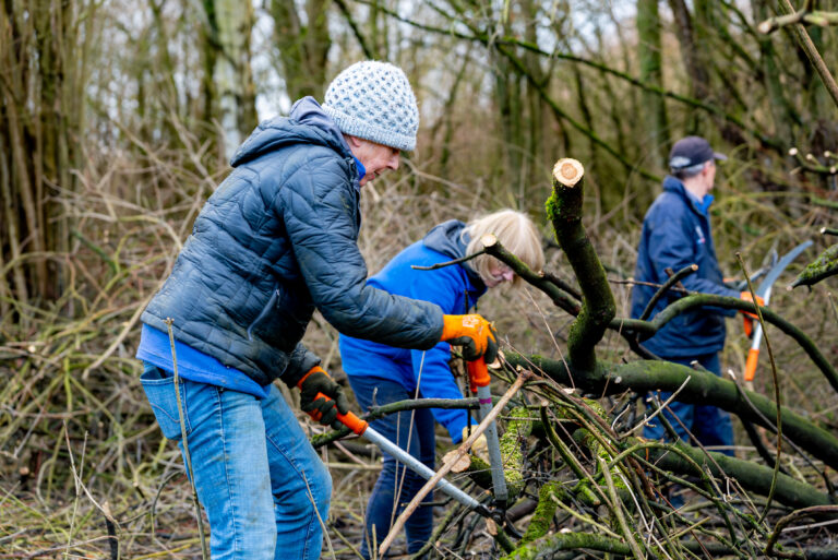Group of people helping with clearing and chopping wood in a woodland area.