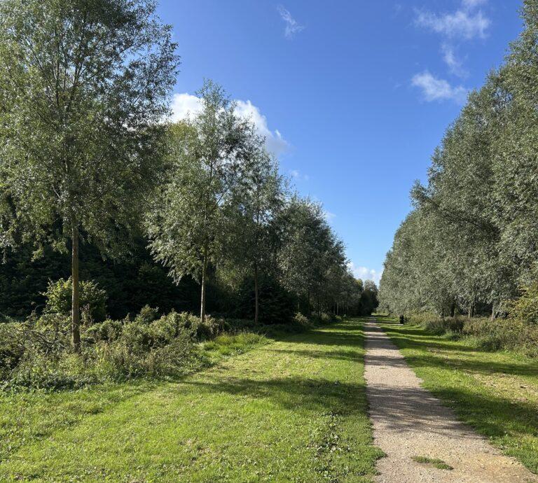 avenue of willow trees