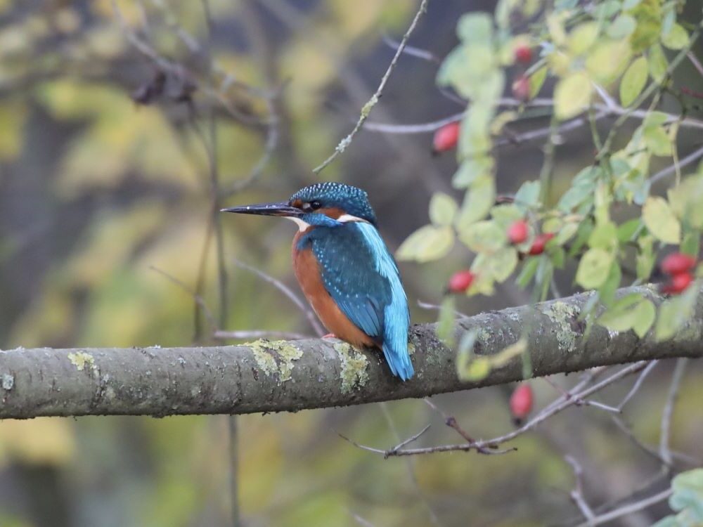 A beautiful blue and orange kingfisher perched on a branch with green leaves and red berries growing nearby