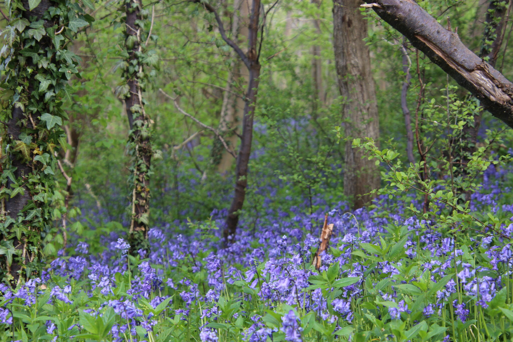 A beautiful scene of bluebells growing in a green woodland