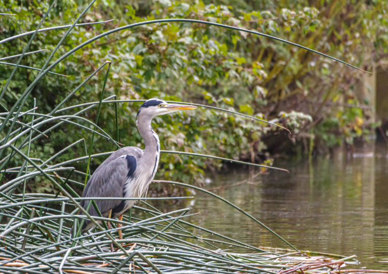 Heron standing in the river.