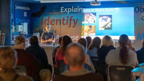 A young woman stands at the front of a classroom delivering a presentation about bats. In front of her, about a dozen people sit on plastic chairs listening intently. There is a projector screen with a presentation featuring photos and information about bats as a visual aid.