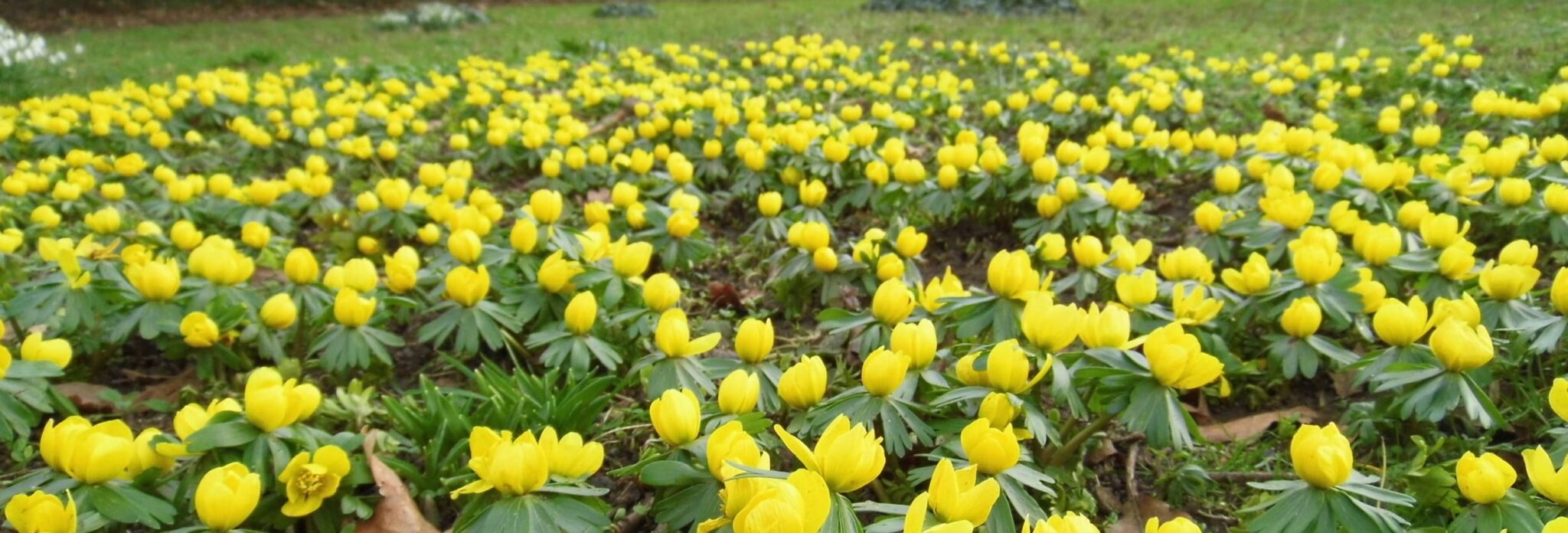 A beautiful display of yellow Winter aconite flowers growing in a country park