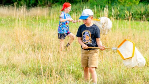 two young boys catching bugs with nets on a meadow