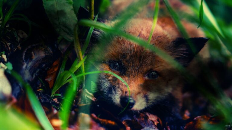 young fox peaking through the undergrowth