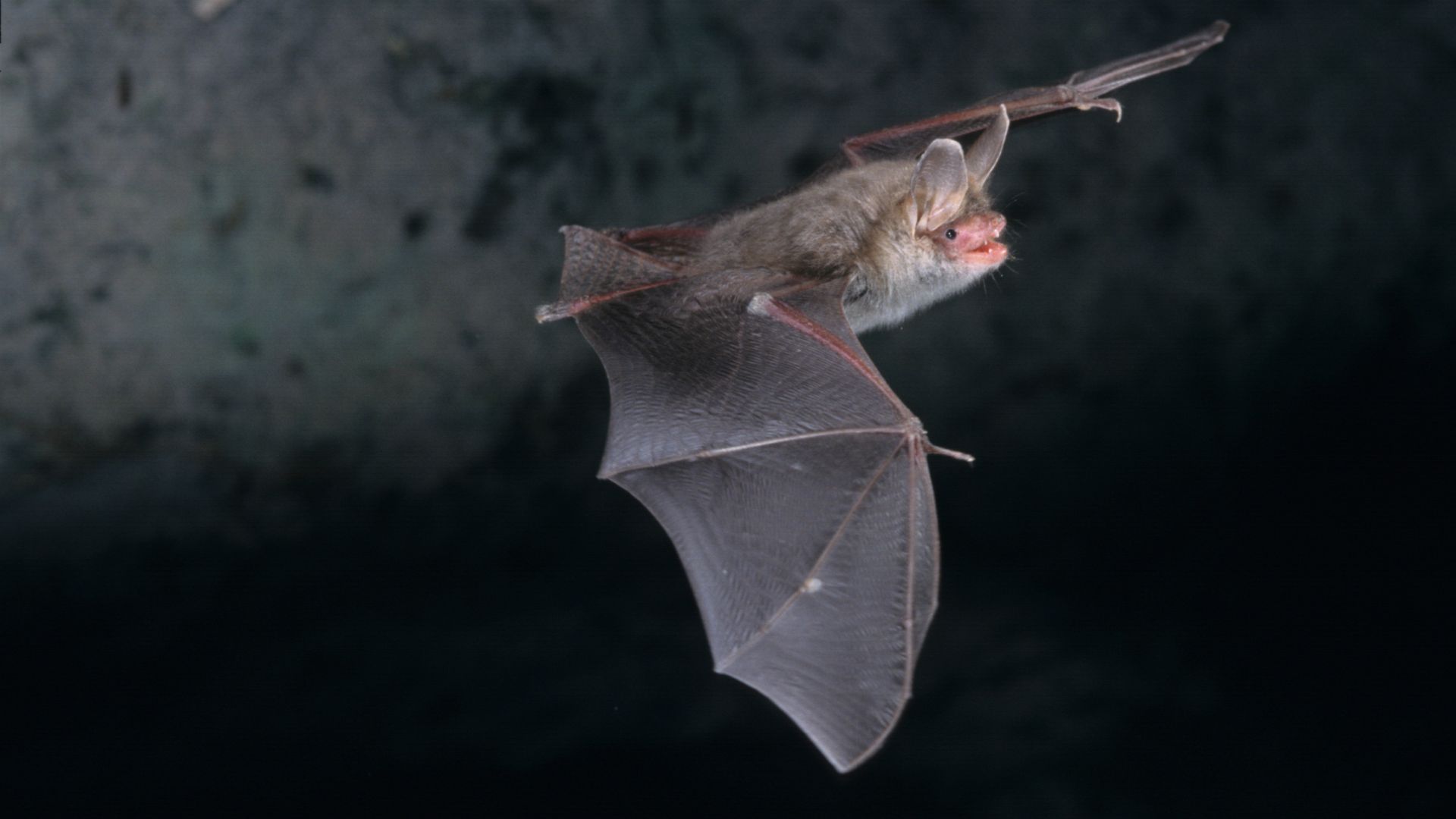 Bat flying through the night sky