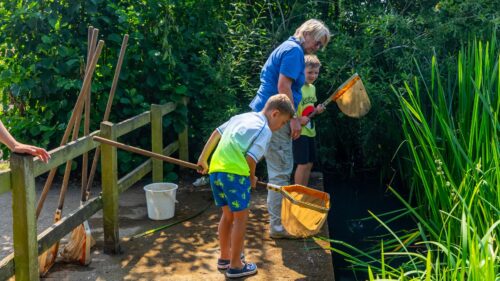 Two young boys pond dipping in a country park with the help of a female volunteer
