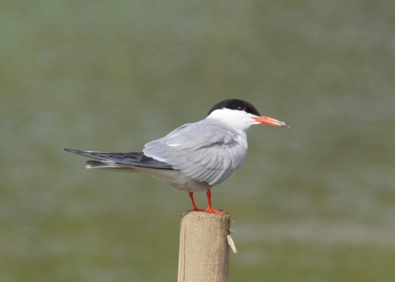 Photo of a Common Tern perched on a wooden post.