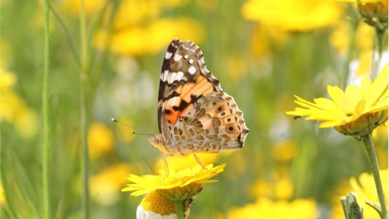 Painted lady butterfly on yellow wild flowers
