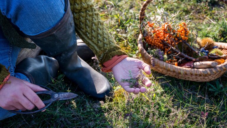 stock image of an adult foraging with a basket