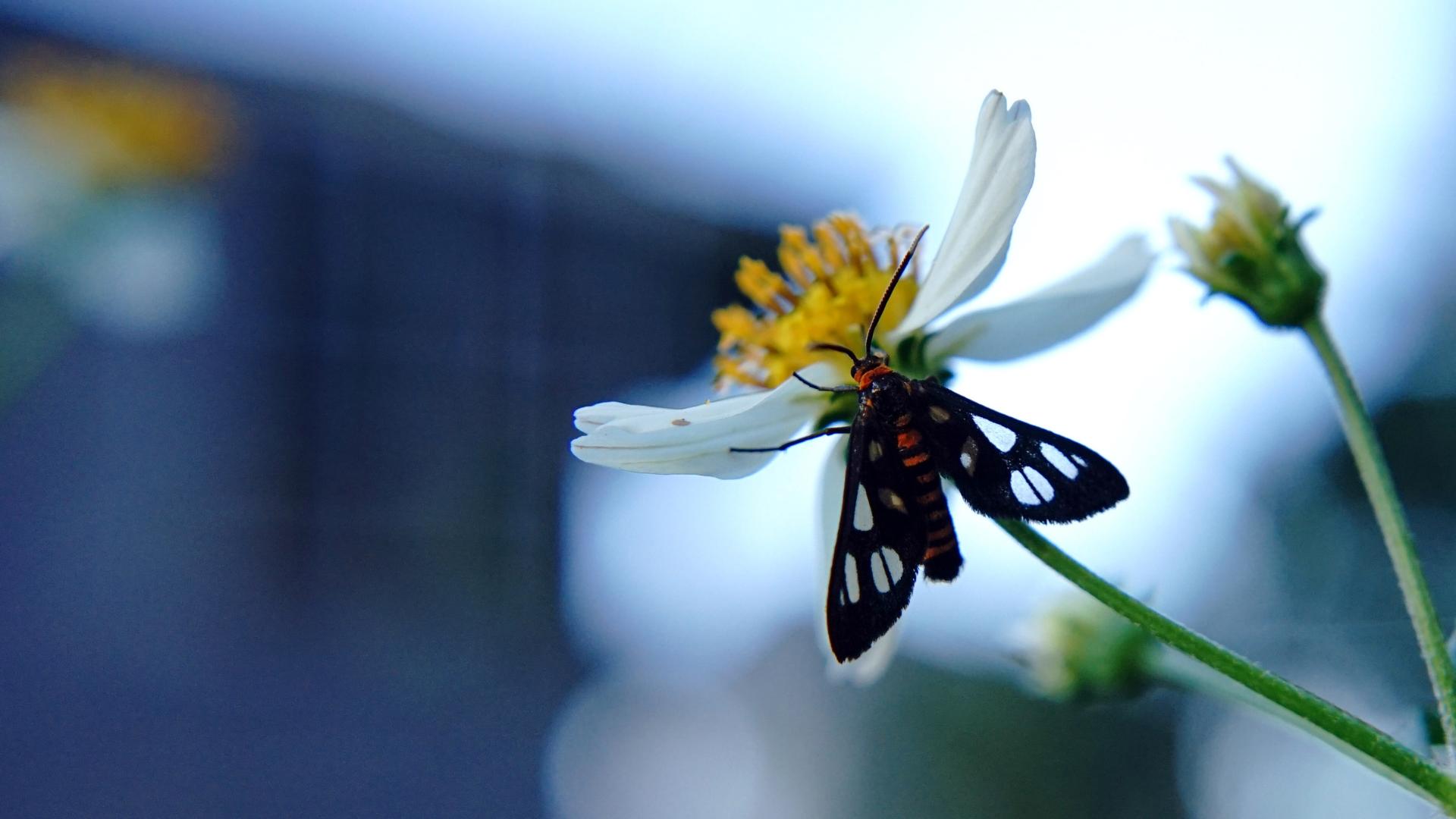 Close-up of Moth on White Flower