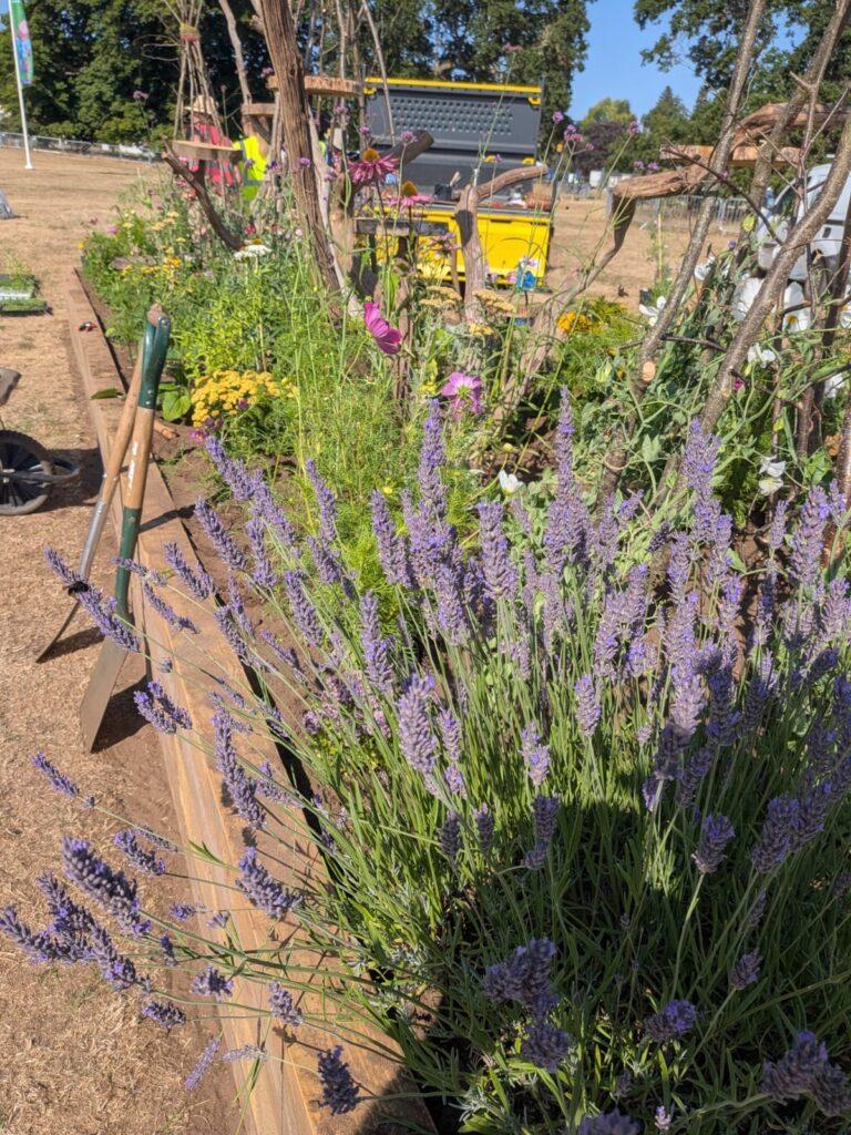 lavendar and other plants in the raised flower bed.