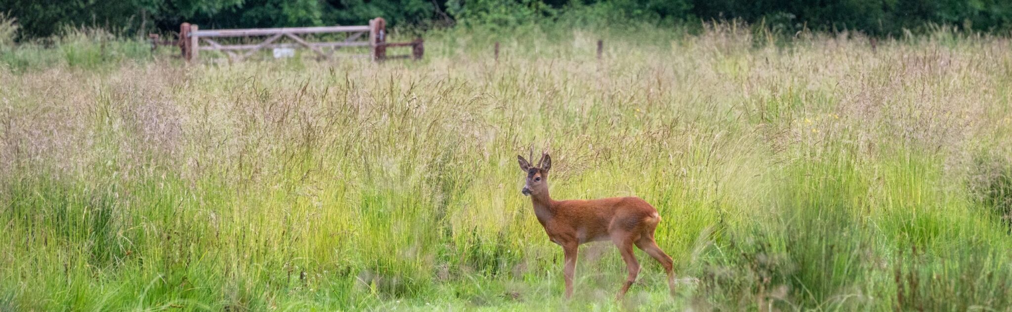 roe deer in a meadow