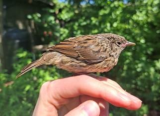 dunnock fledgling sitting on a person's hand.