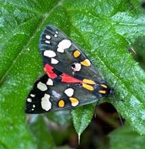Scarlet Tiger moth