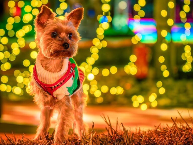 yorkshire terrier dog posing on a haybale in front of decorative christmas lights wearing a christmas jumper