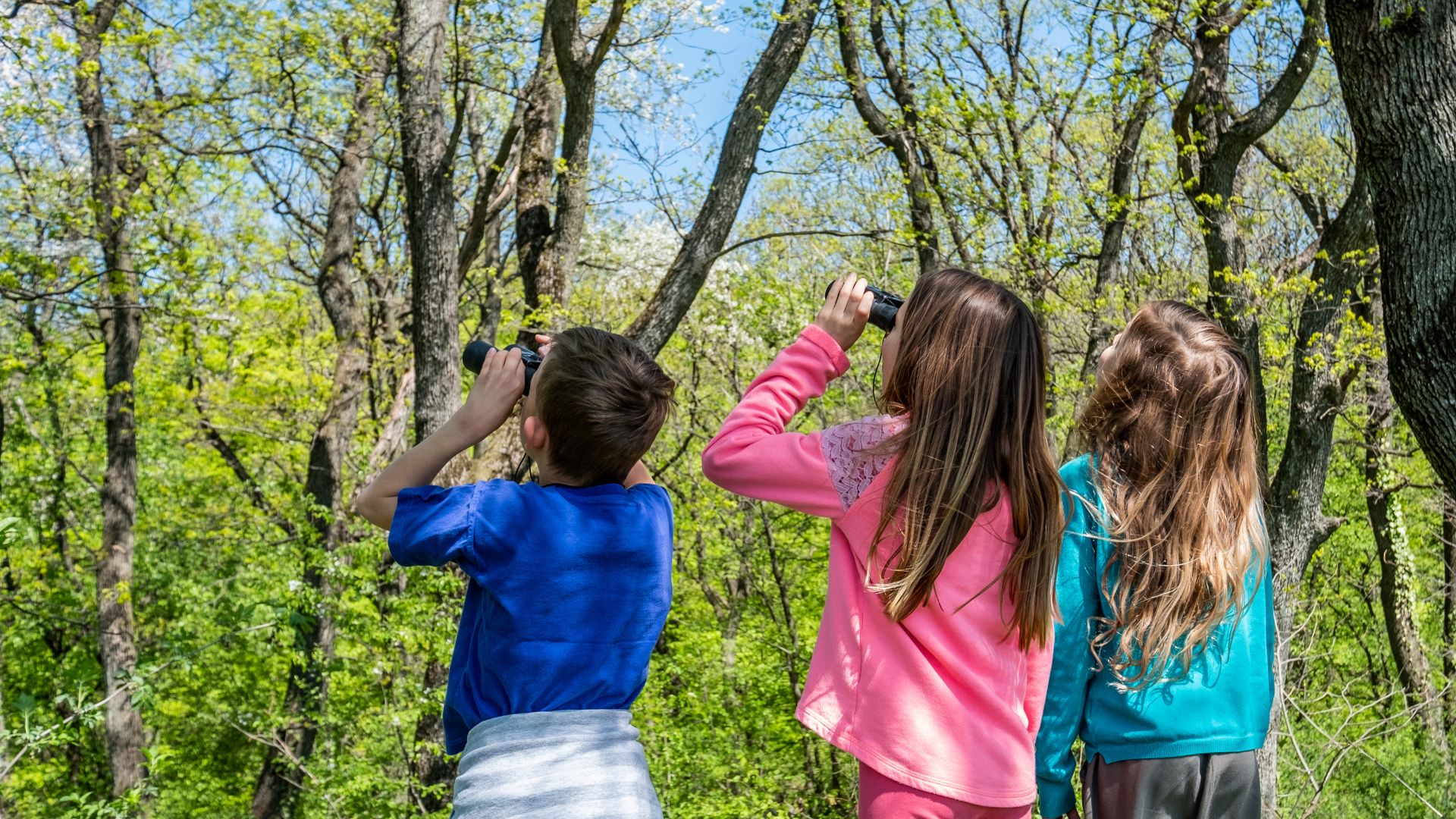Three children birdwatching in the woods using binoculars