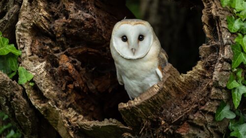 barn owl in a hollow tree