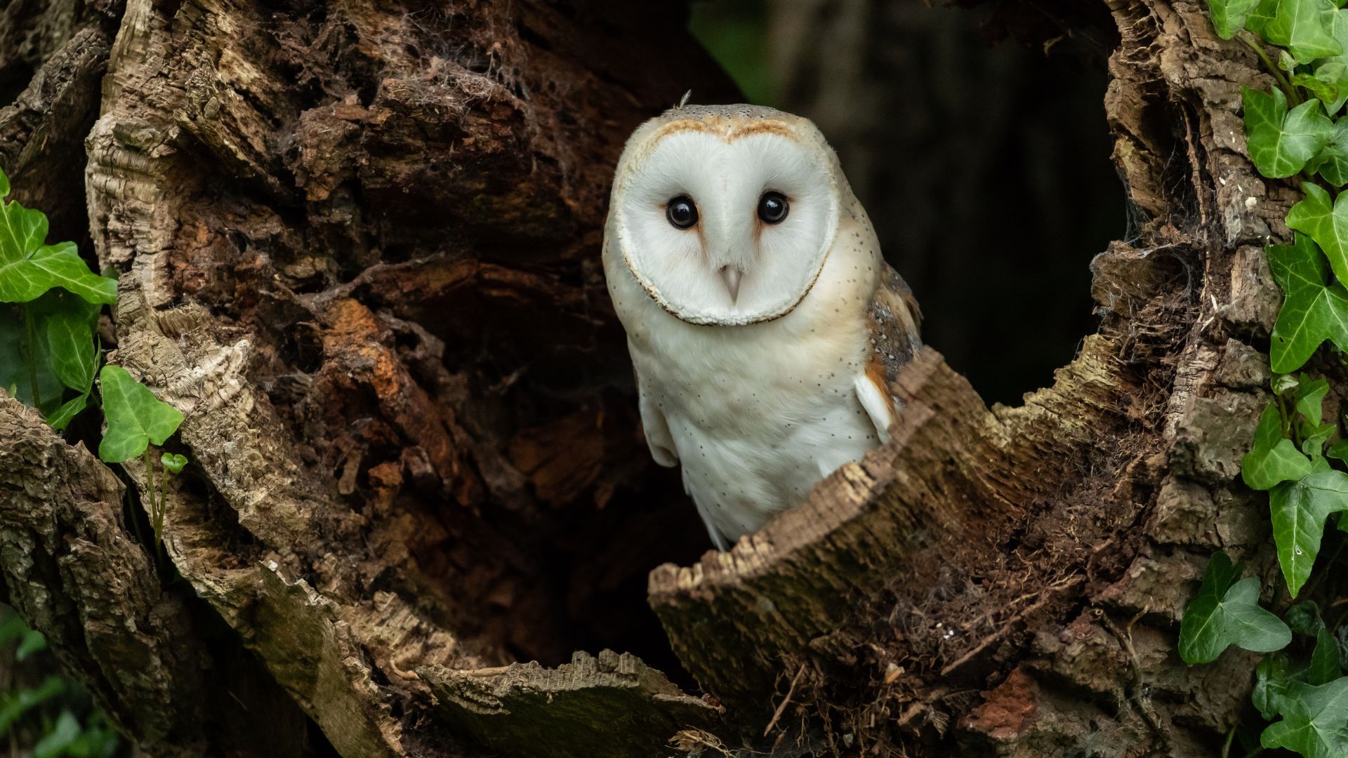 barn owl in a hollow tree