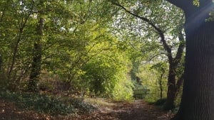 Bluebell Wood History Trail